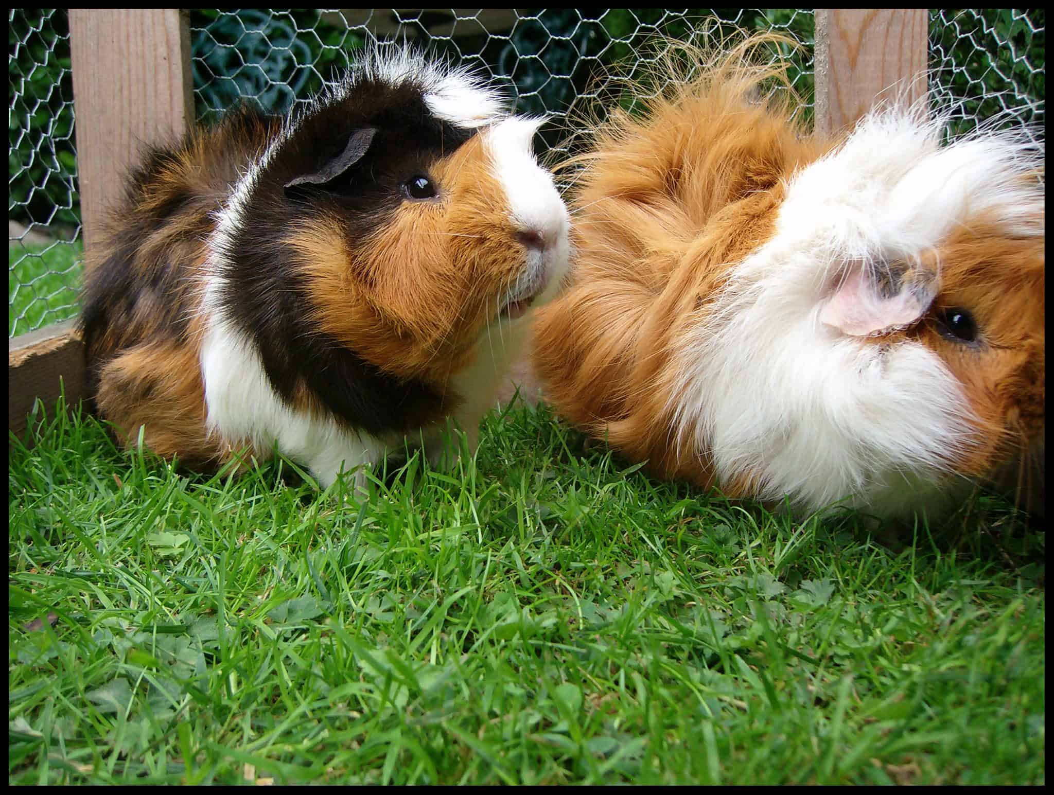 all about guinea pigs care
