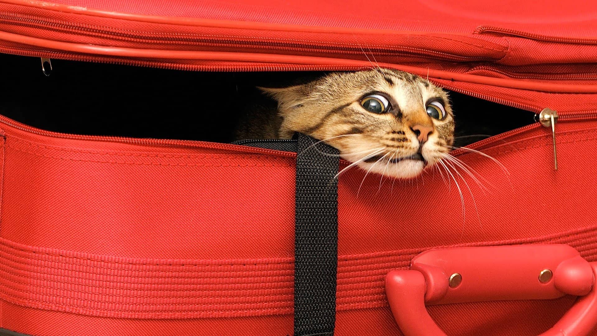 travel kitty cats