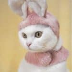 cat as bunny