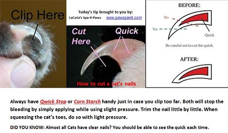Fear Way To Trim Your Cat's Nails 