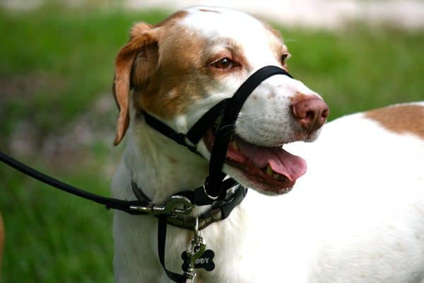 How to Stop Your Dog Pulling On the Lead | VetBabble