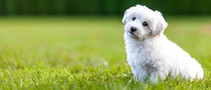 bichon frise are they hypoallergenic