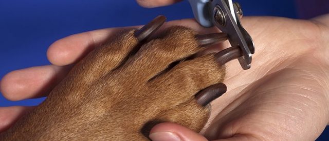 how to cut dog nails at home