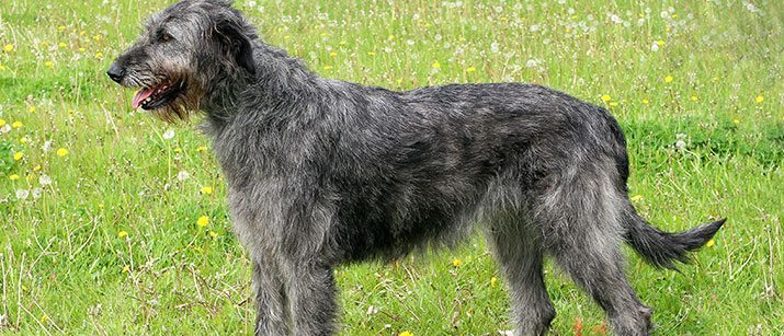 irish hound