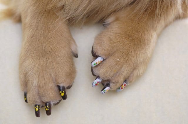 can i file my dogs nails