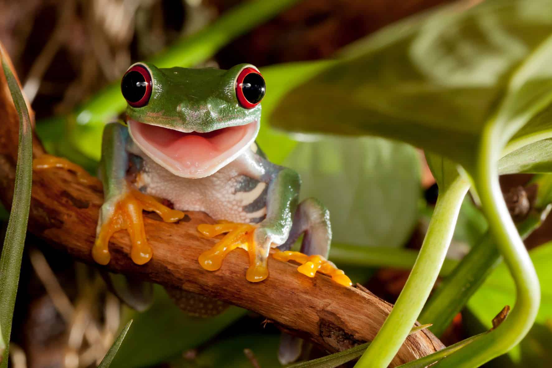 pet frogs species