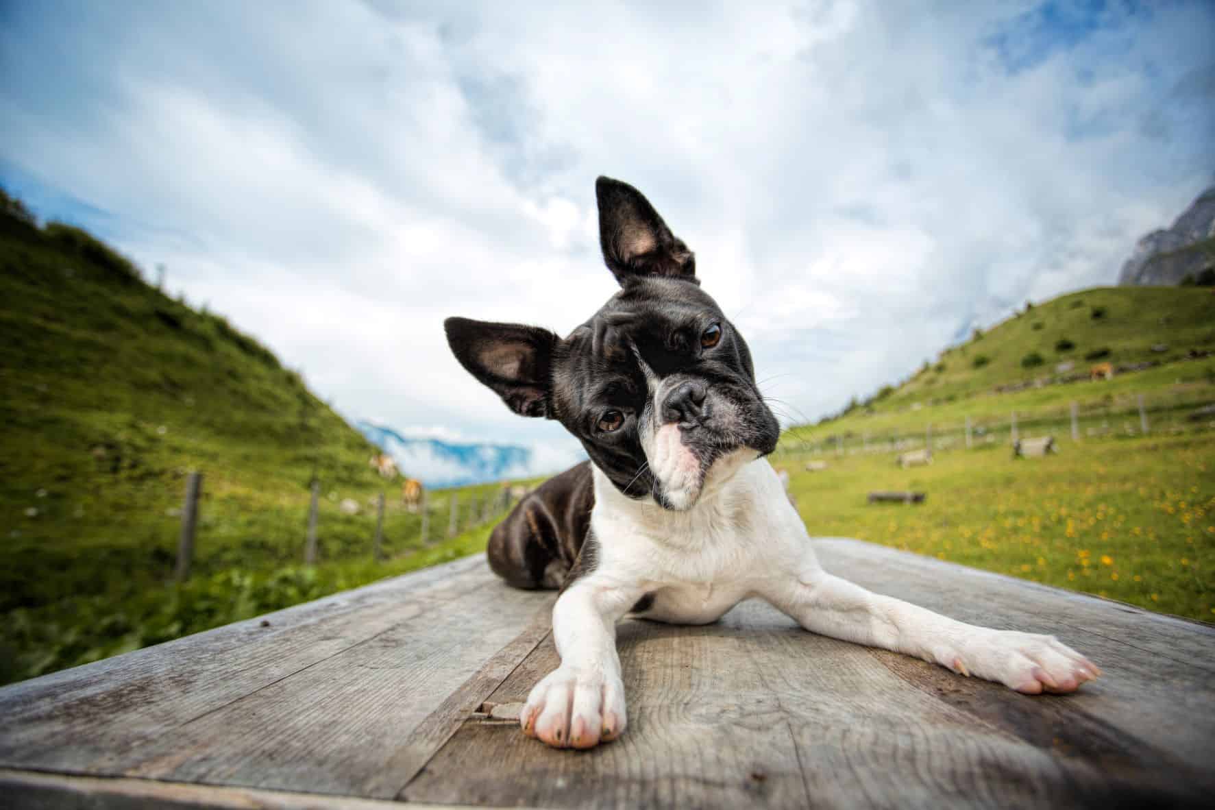 Are Boston Terriers Difficult To Potty Train